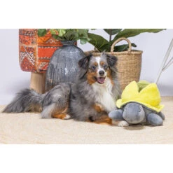 Beeztees Hide And Seek Schildo 8 Beeztees Hide And Seek Schildo -Haustierprodukte beeztees hide and seek schildo 221787 0500 none