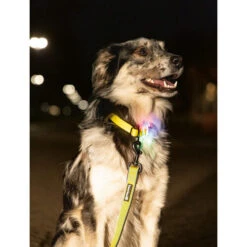 Beeztees Safety Gear Parinca Premium Hundeleine 15 Beeztees Safety Gear Parinca Premium Hundeleine -Haustierprodukte beeztees safety gear parinca premium hondenriem 215039 0500 none