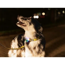 Beeztees Safety Gear Parinca Premium Hundeleine 16 Beeztees Safety Gear Parinca Premium Hundeleine -Haustierprodukte beeztees safety gear parinca premium hondenriem 215048 0500 none