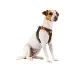 Curli Vegan Apple Leather Geschirr 9 Curli Vegan Apple Leather Geschirr -Haustierprodukte curli harnas vegan appelleer 216631 0500 none