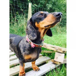 DWAM Halsband Boho Rosa 12 DWAM Halsband Boho Rosa -Haustierprodukte dwam halsband boho rosa 132071 0500 none