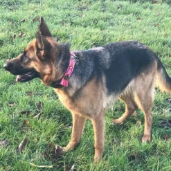 DWAM Halsband Boho Rosa 11 DWAM Halsband Boho Rosa -Haustierprodukte dwam halsband boho rosa 133652 0500 none