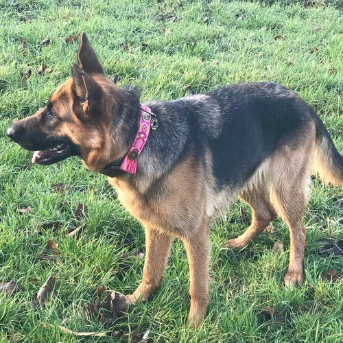 DWAM Halsband Boho Rosa 6 DWAM Halsband Boho Rosa – Bild 4