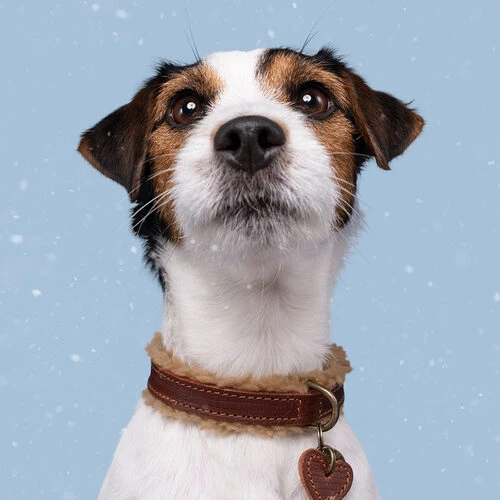 DWAM Halsband Teddy 5 DWAM Halsband Teddy – Bild 3