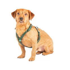 DWAM Hundegschirr Ivy 11 DWAM Hundegschirr Ivy -Haustierprodukte dwam hondentuigje ivy 182743 0500 none