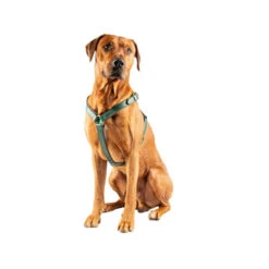 DWAM Hundegschirr Ivy 10 DWAM Hundegschirr Ivy -Haustierprodukte dwam hondentuigje ivy 182746 0500 none
