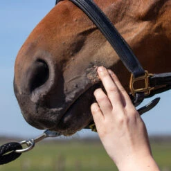 Equi Protecta Pferdesalbe -Haustierprodukte equi protecta paardenzalf 161324 0500 none