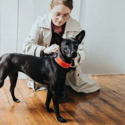 Hunter Halsband Divo 17 Hunter Halsband Divo -Haustierprodukte hunter halsband divo 208013 0500 none