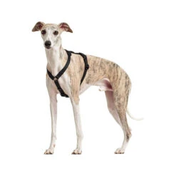 Hunter Vario Rapid Sicherheitsgeschirr - Schwarz 12 Hunter Vario Rapid Sicherheitsgeschirr - Schwarz -Haustierprodukte hunter vario rapid veiligheidsharnas zwart 169507 0500 none