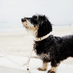 Kentucky Dogwear Hundehalsband Wool 27 Kentucky Dogwear Hundehalsband Wool -Haustierprodukte kentucky dogwear hondenhalsband wool 219704 0500 none