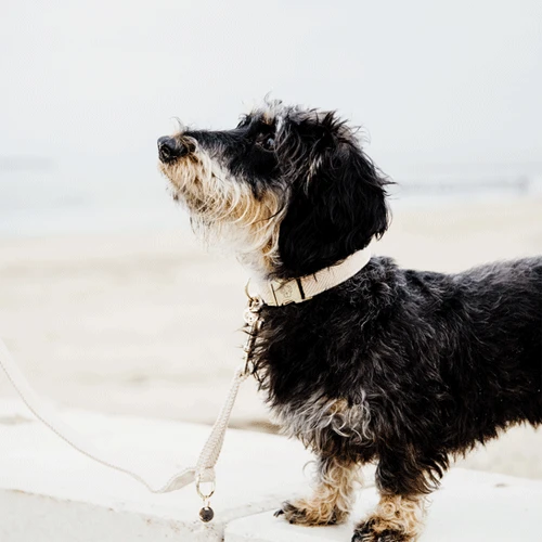 Kentucky Dogwear Hundehalsband Wool 12 Kentucky Dogwear Hundehalsband Wool – Bild 10