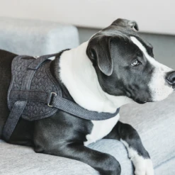 Kentucky Dogwear Hundegeschirr Body Safe Wool 20 Kentucky Dogwear Hundegeschirr Body Safe Wool -Haustierprodukte kentucky dogwear hondenharnas body safe wool 219215 0500 none