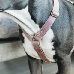 Kentucky Dogwear Hundegeschirr Velvet Loop -Haustierprodukte kentucky dogwear hondenharnas velvet loop 219284 0500 none