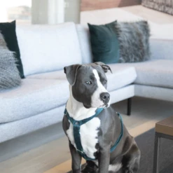 Kentucky Dogwear Hundegeschirr Velvet Loop -Haustierprodukte kentucky dogwear hondenharnas velvet loop 219293 0500 none