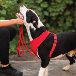 KONG Comfort Harness -Haustierprodukte kong comfort harness zwart 178771 0500 none