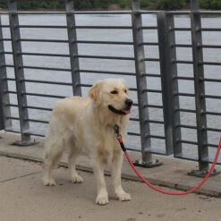 KONG Rope Leash - Schwarz 8 KONG Rope Leash - Schwarz -Haustierprodukte kong rope leash 194549 0500 none