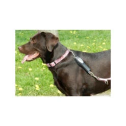PatentoPet Dog E-walk Basic 5 PatentoPet Dog E-walk Basic -Haustierprodukte patentopet dog e walk basic 219310 0500 none