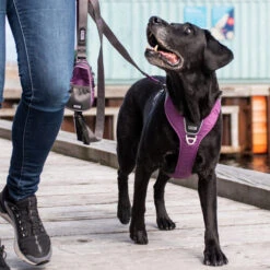 DOG Copenhagen Comfort Walk Pro Geschirr 27 DOG Copenhagen Comfort Walk Pro Geschirr -Haustierprodukte prod 15938 220297 0500 none