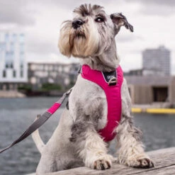 DOG Copenhagen Comfort Walk Pro Geschirr 18 DOG Copenhagen Comfort Walk Pro Geschirr -Haustierprodukte prod 15938 220300 0500 none