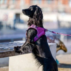 DOG Copenhagen Comfort Walk Go Geschirr 28 DOG Copenhagen Comfort Walk Go Geschirr -Haustierprodukte prod 15940 220325 0500 none