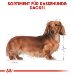 Royal Canin Dachshund Adult - Hundefutter 12 Royal Canin Dachshund Adult - Hundefutter -Haustierprodukte royal canin dachshund adult hondenvoer 138259 0500 none
