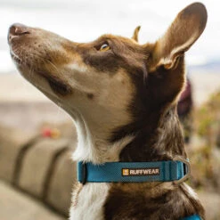Ruffwear Hi & Light Halsband 11 Ruffwear Hi & Light Halsband -Haustierprodukte ruffwear hi light collar 194264 0500 none