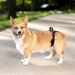 PetSafe Carelift - Tragesystem / Tragegeschirr Für Hunde 19 PetSafe Carelift - Tragesystem / Tragegeschirr Für Hunde -Haustierprodukte solvit carelift draagsysteem voor de hond 163711 0500 none