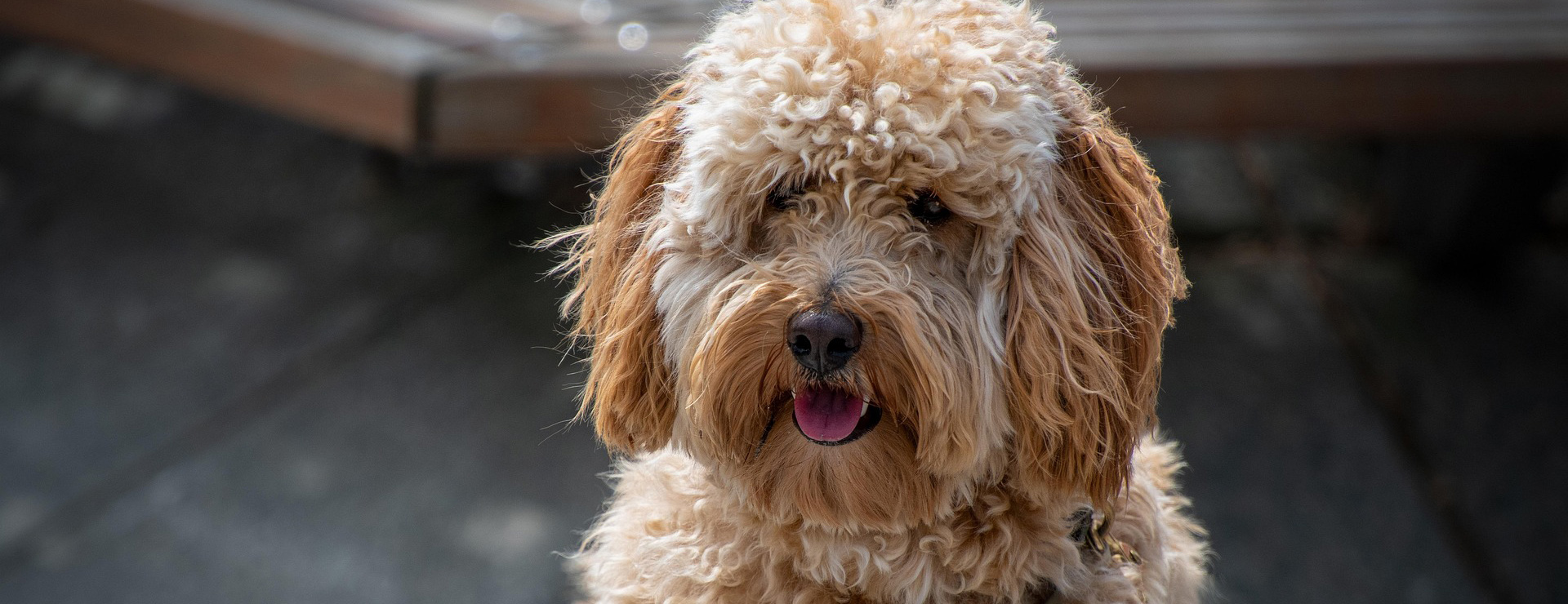 Haustierprodukte 2 Haustierprodukte -Haustierprodukte dog 7306691 1920