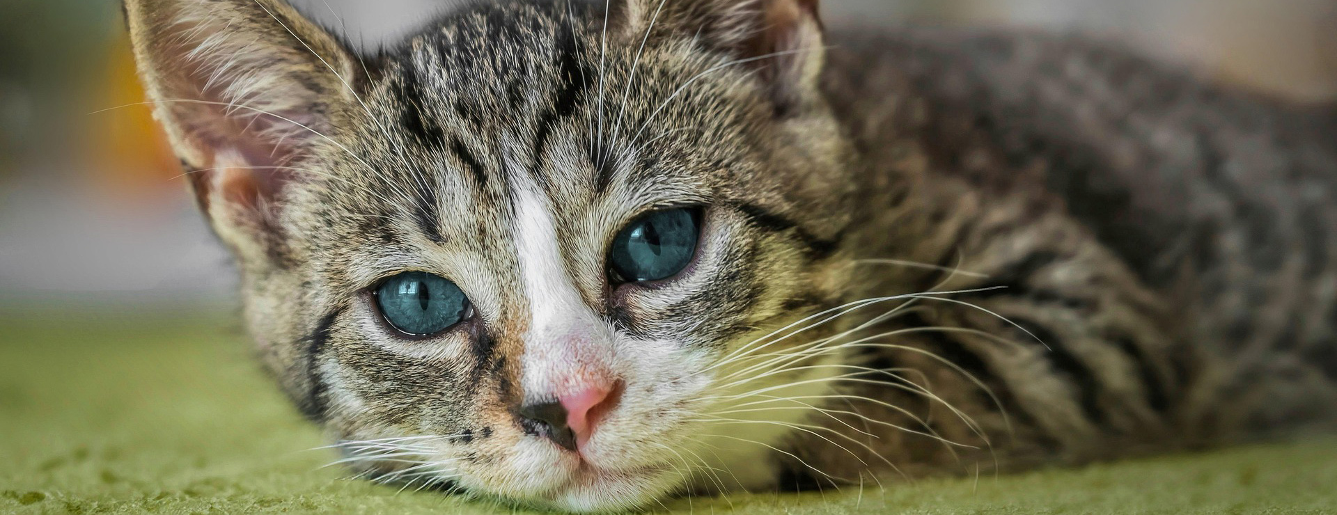 Haustierprodukte 4 Haustierprodukte -Haustierprodukte european shorthair 8601492 1920