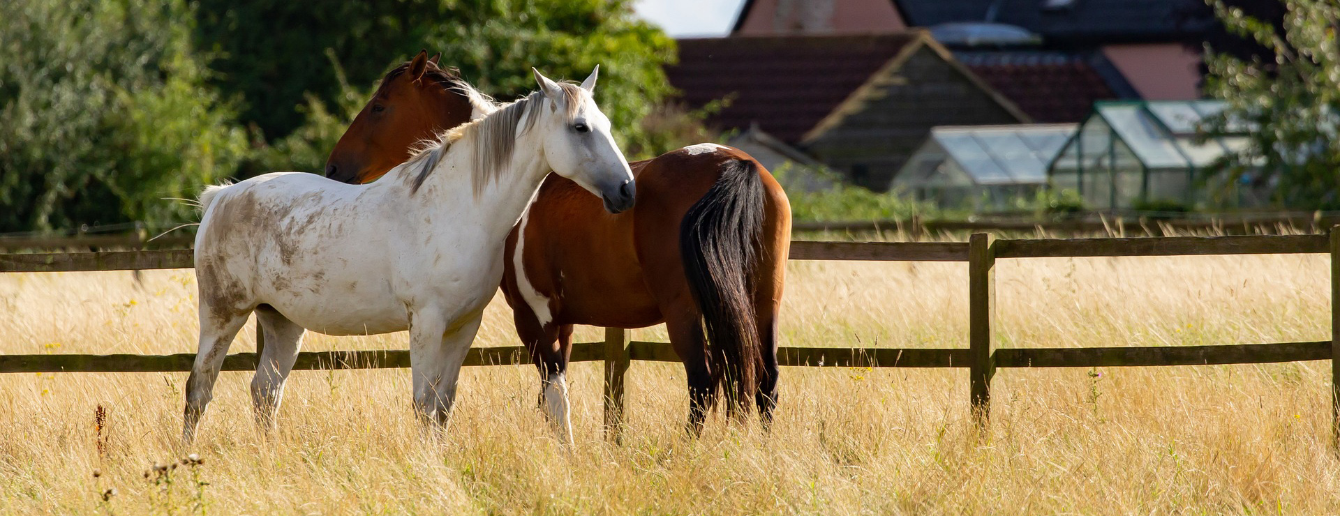 Haustierprodukte 6 Haustierprodukte -Haustierprodukte horses 5499465 1920